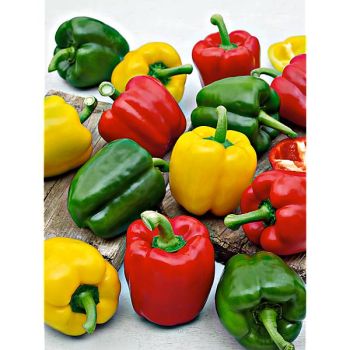 POIVRON CARRÉ d'ASTI MIX