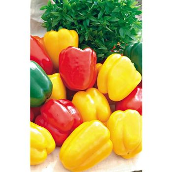 POIVRON CARRÉ d'ASTI MIX 2