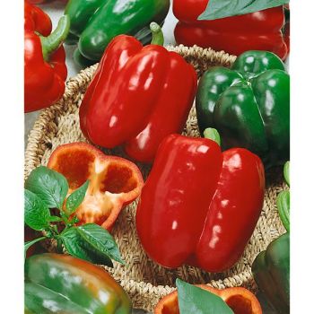 POIVRON CALIFORNIA WONDER Bio