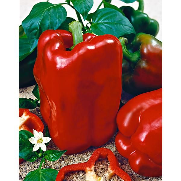 POIVRON CARRÉ d’ASTI ROUGE Bio