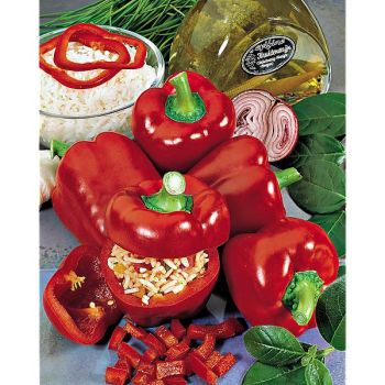 POIVRON F1 ROBERTA 2