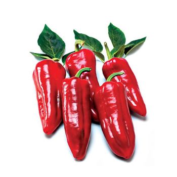 POIVRON F1 BALCONI 2