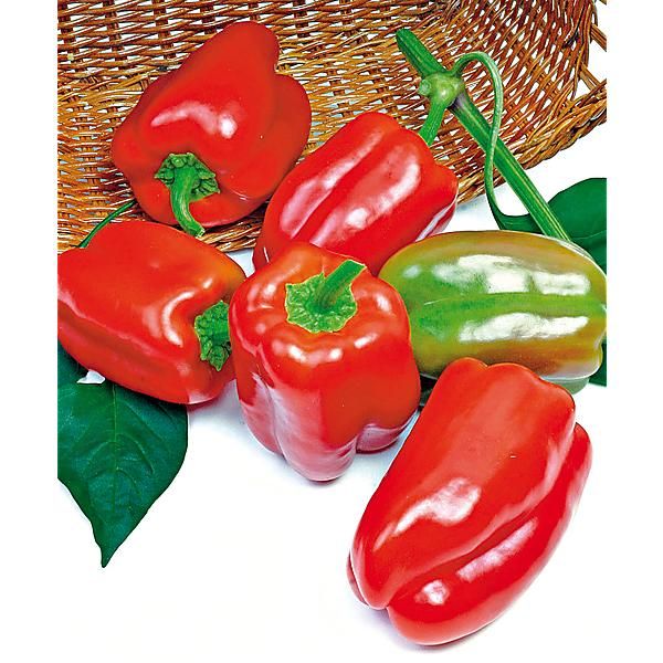 POIVRON F1 REDSKIN