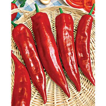 POIVRON F1 MATTADORES