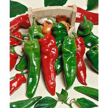 POIVRON DOUX ITALIEN (dulce italiano) Bio