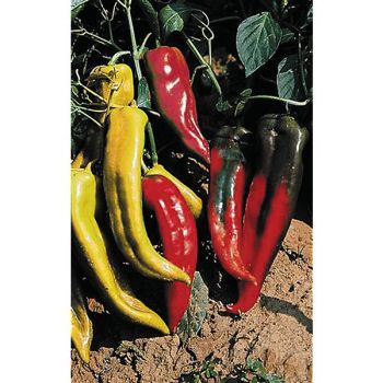 POIVRON CORNO di TORO GIALLO et ROSSO