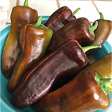 POIVRON F1 MOCHA SWIRL