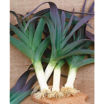 POIREAU d'HIVER de Saint VICTOR