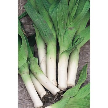 POIREAU JAUNE GROS du POITOU