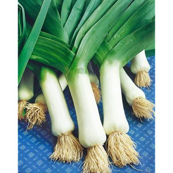 POIREAU GÉANT PRÉCOCE race MAJOR