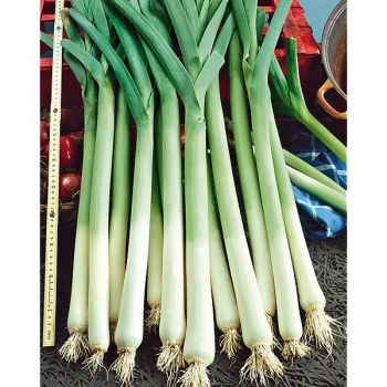 POIREAU BULGAARSE REUZEN ou GÉANT de BULGARIE