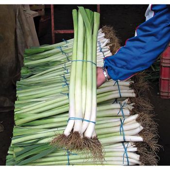 POIREAU BULGAARSE REUZEN ou GÉANT de BULGARIE 2