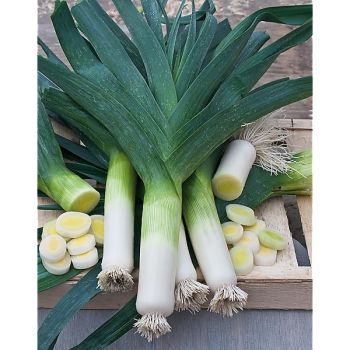 POIREAU BLAUWGROENE HERFST race PORTURA