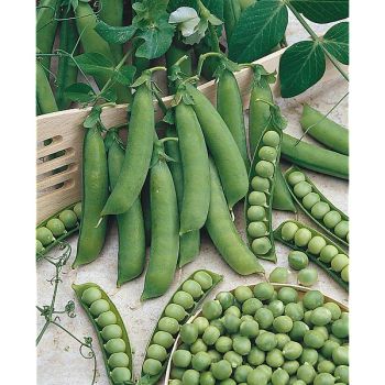 POIS nain PETIT PROVENÇAL