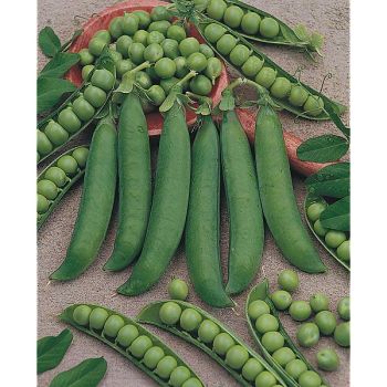 POIS nain MERAVIGLIA d'ITALIA