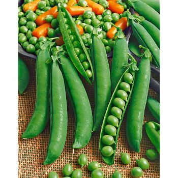 POIS nain PROGRESS 9 Bio