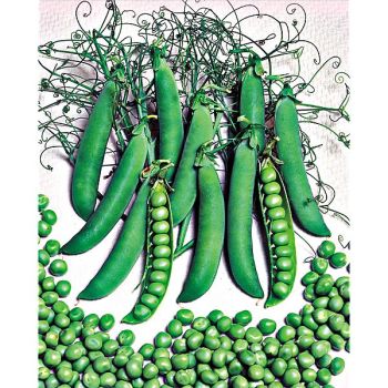 POIS nain GRANDERA 2