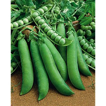 POIS nain TÉLÉPHONE