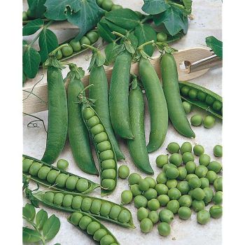 POIS nain MERVEILLE de KELVEDON