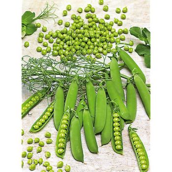 POIS nain AMBASSADOR 2