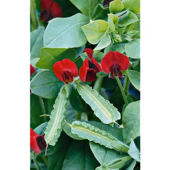 POIS ASPERGE (tetragnobulus purpureus)