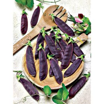 POIS mangetout ramant PURPLE MAGNOLIA 2