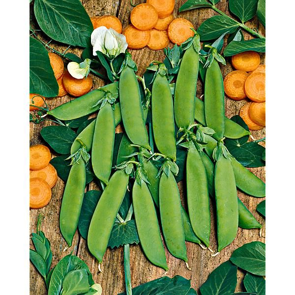 POIS mangetout nain de GRACE