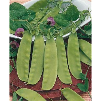 POIS mangetout 1/2 ramant DELIKATA