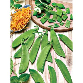 POIS mangetout ramant GÉANT à FLEUR VIOLETTE