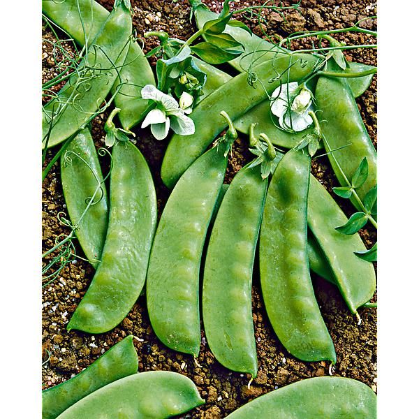 POIS mangetout ramant SWEET HORIZON Bio