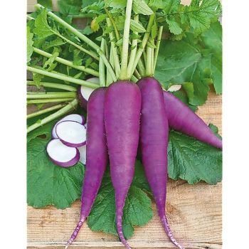 RADIS BLAUER HERBST und WINTER