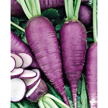 RADIS BLAUER HERBST und WINTER 2