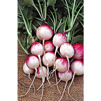 RADIS de SÉZANNE race MONTAUBAN 2