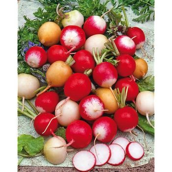 RADIS RONDS en MÉLANGE