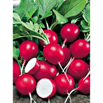 RADIS F1 CRUNCHY ROYALE