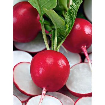 RADIS LOBO ou WINTER RED