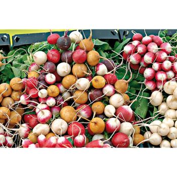 RADIS RONDS en MÉLANGE de 5 VARIÉTÉS 2