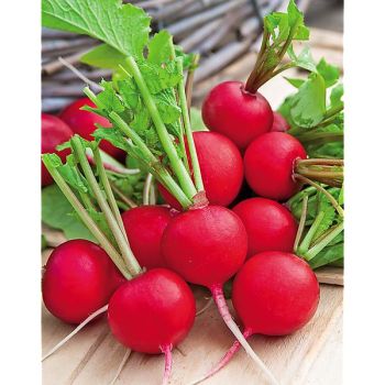 RADIS LERADICAL® (F1 Celesta)