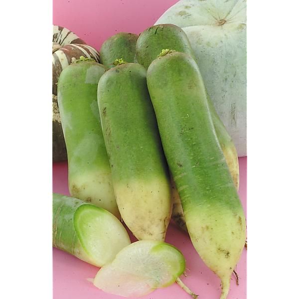 RADIS F1 GREEN MEAT