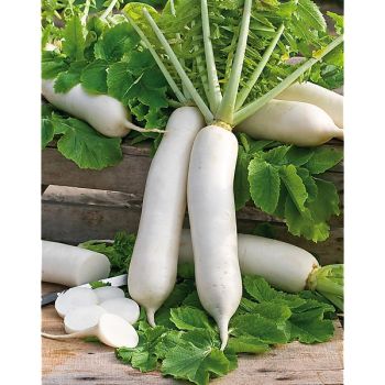 RADIS F1 TAMA WINTER