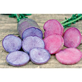 RADIS F1 RED & BLUE MOON MIX