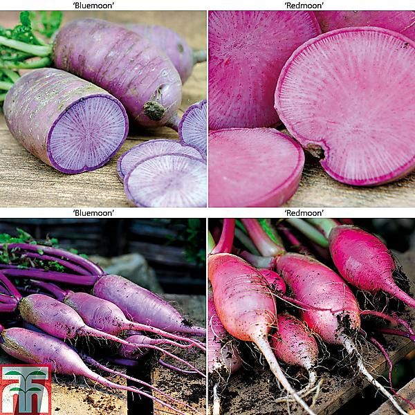 RADIS F1 RED & BLUE MOON MIX