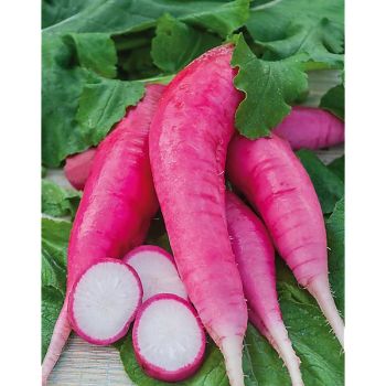 RADIS LARGO de MALLORCA