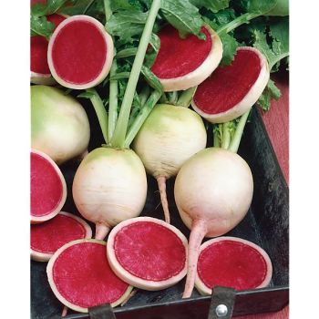 RADIS F1 MANTANGHONG