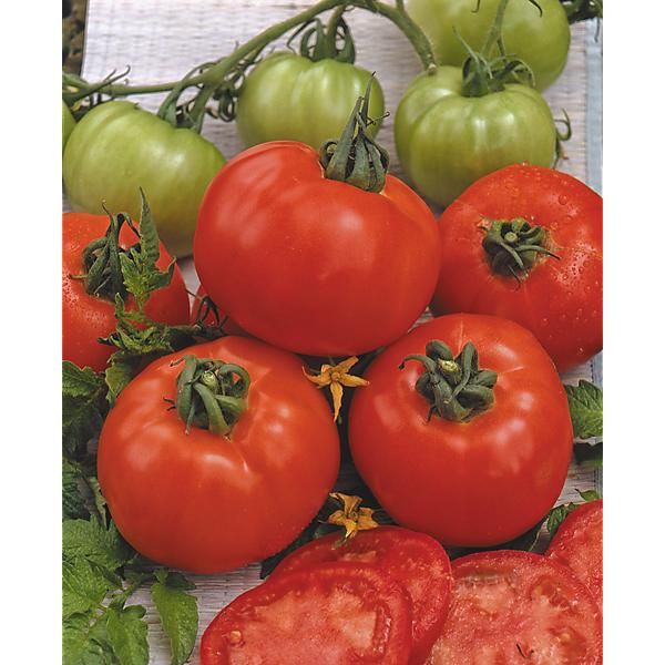 TOMATE JOIE DE LA TABLE