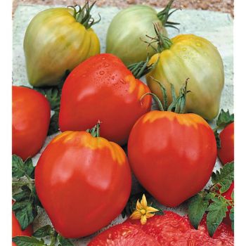 TOMATE PETIT CŒUR de BŒUF