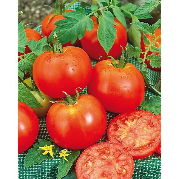 TOMATE RUSSE