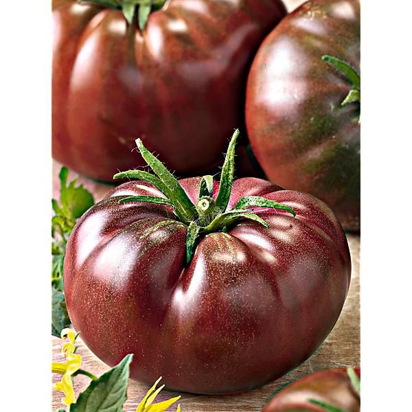 TOMATE BLACK PRINCE ou PRINCE NOIR
