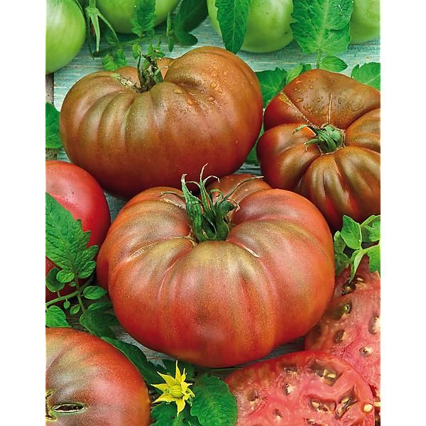 TOMATE CHEROKEE PURPLE