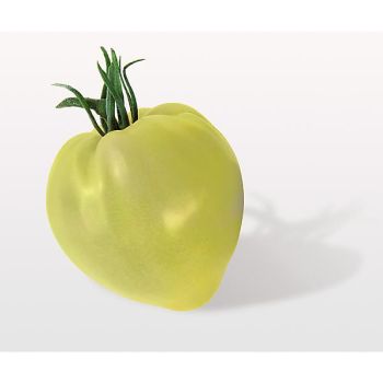TOMATE CŒUR DE BŒUF BLANC